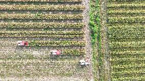 Corn Harvest in Suqian