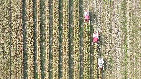 Corn Harvest in Suqian