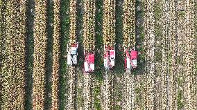 Corn Harvest in Suqian