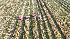 Corn Harvest in Suqian