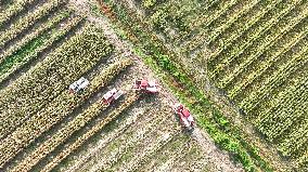 Corn Harvest in Suqian