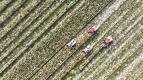 Corn Harvest in Suqian