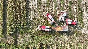 Corn Harvest in Suqian