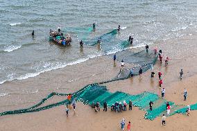 Seafood Harvest in Qingdao