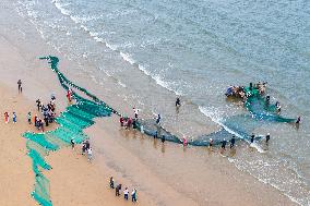 Seafood Harvest in Qingdao