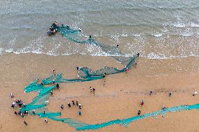 Seafood Harvest in Qingdao