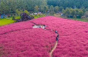 Tourists Play in A Pink Grass in Suqian