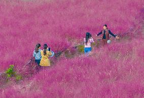 Tourists Play in A Pink Grass in Suqian