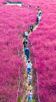 Tourists Play in A Pink Grass in Suqian