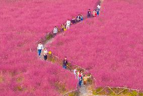 Tourists Play in A Pink Grass in Suqian