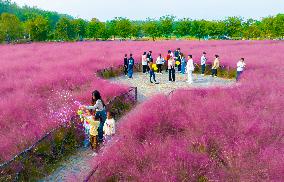 Tourists Play in A Pink Grass in Suqian