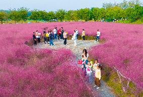 Tourists Play in A Pink Grass in Suqian