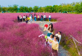 Tourists Play in A Pink Grass in Suqian