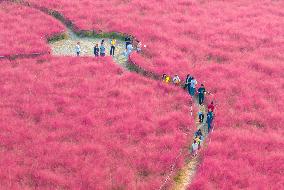 Tourists Play in A Pink Grass in Suqian