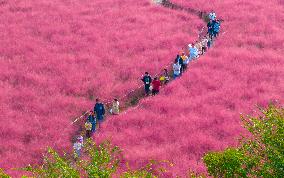 Tourists Play in A Pink Grass in Suqian