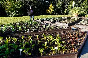 White House Fall Garden Tour - Washington