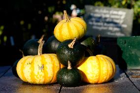 White House Fall Garden Tour - Washington