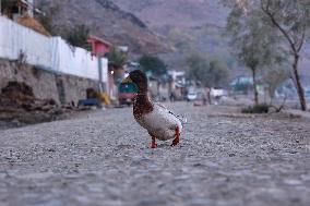 Daily Life In Kashmir