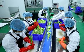 Vegetable Processing