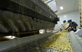 Vegetable Processing