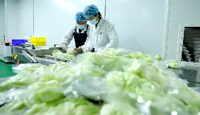 Vegetable Processing