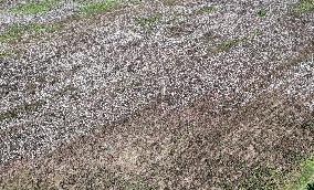 Cotton Harvest in Binzhou