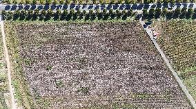 Cotton Harvest in Binzhou