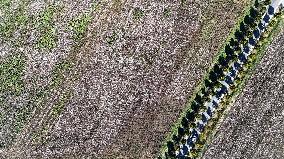 Cotton Harvest in Binzhou