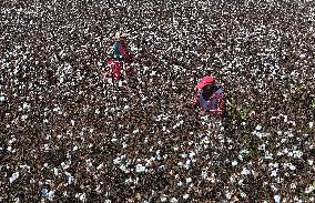 Cotton Harvest in Binzhou