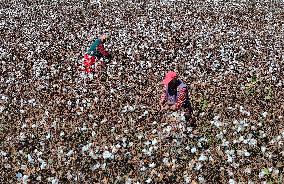 Cotton Harvest in Binzhou