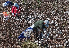 Cotton Harvest in Binzhou