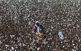 Cotton Harvest in Binzhou