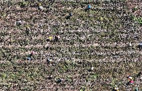 Cotton Harvest in Binzhou