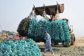 Oyster Harvest in Qingdao