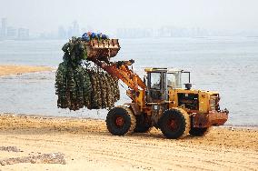 Oyster Harvest in Qingdao