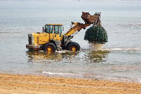 Oyster Harvest in Qingdao