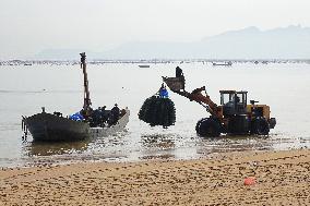 Oyster Harvest in Qingdao