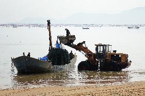 Oyster Harvest in Qingdao