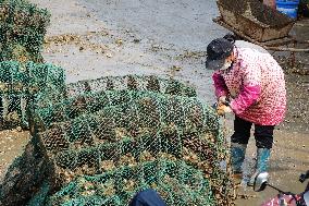 Oyster Harvest in Qingdao