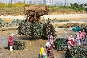 Oyster Harvest in Qingdao