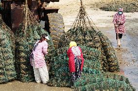 Oyster Harvest in Qingdao