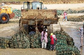 Oyster Harvest in Qingdao