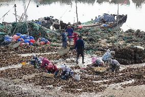 Oyster Harvest in Qingdao