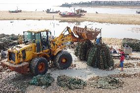 Oyster Harvest in Qingdao