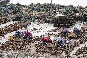 Oyster Harvest in Qingdao