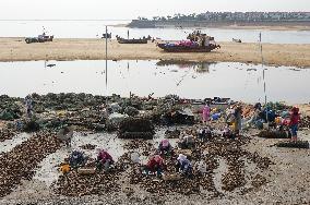 Oyster Harvest in Qingdao