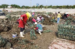 Oyster Harvest in Qingdao