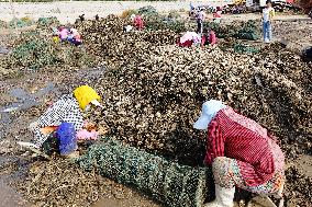 Oyster Harvest in Qingdao