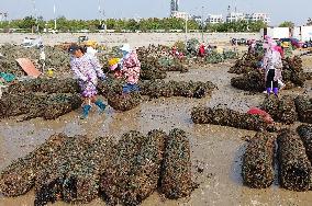 Oyster Harvest in Qingdao