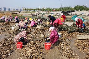 Oyster Harvest in Qingdao